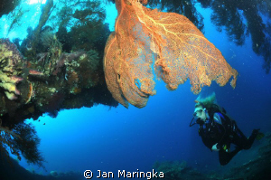 sea fan with diver in ship wreck by Jan Maringka 